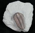 Large Flexicalymene Trilobite From Ohio - #10411-2
